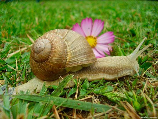 Salyangoz Kreminin Faydaları Nelerdir?